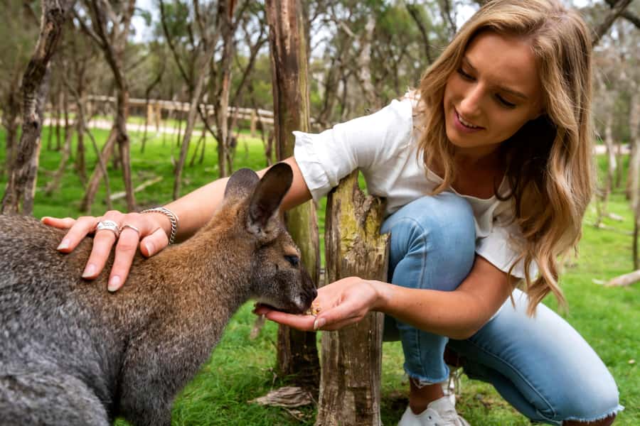 From Melbourne: Penguins and Wildlife Nature Day Tour - The drive to Phillip Island