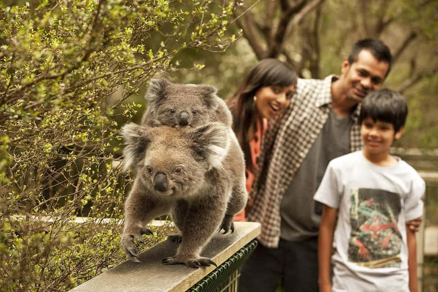 From Melbourne: Phillip Is Penguin Parade & Koala Reserve - Why the penguin parade is worth the late return