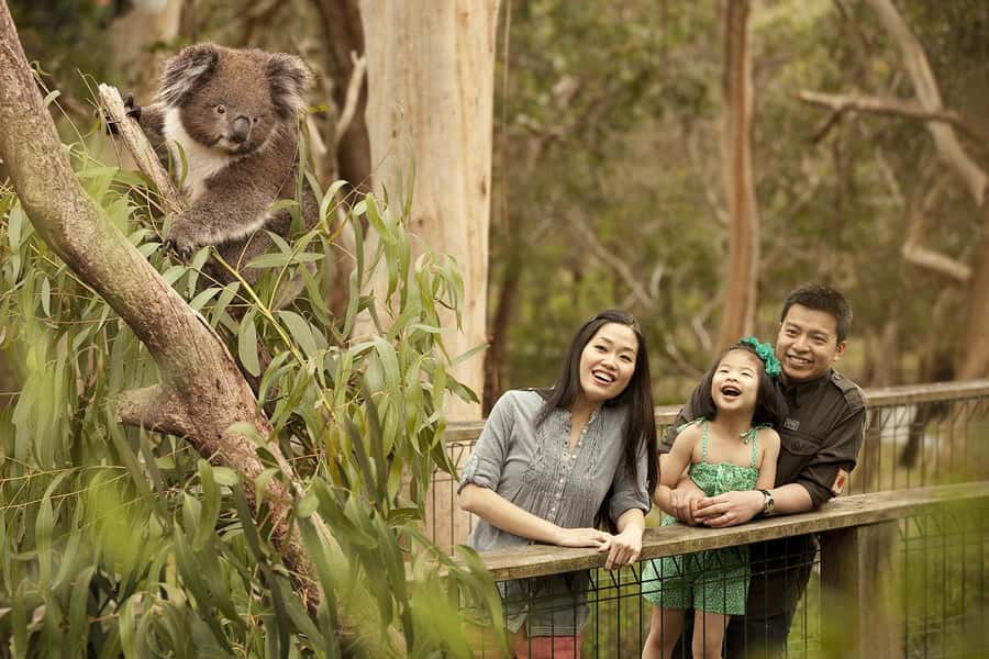 From Melbourne: Phillip Is Penguin Parade & Koala Reserve - The cliff drive is your chance to spot wallabies