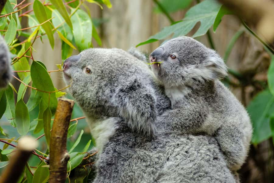 From Melbourne: Phillip Island and Penguin Parade Day Tour - Key points to know before you book