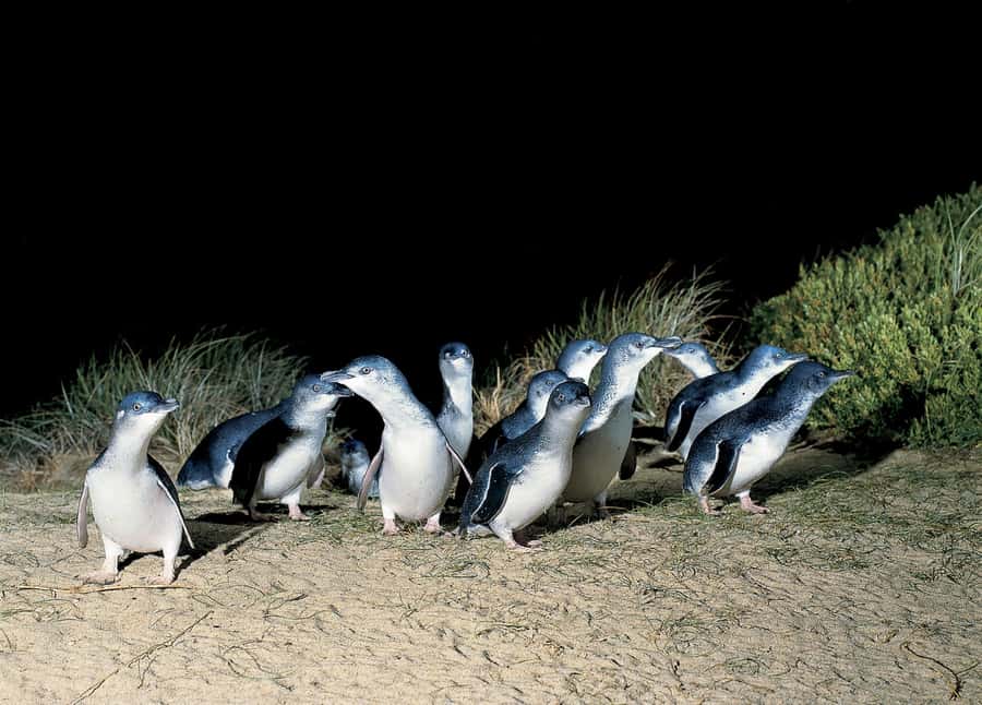 From Melbourne: Phillip Island and Penguin Parade Day Tour - Why the Penguin Parade is worth the long day