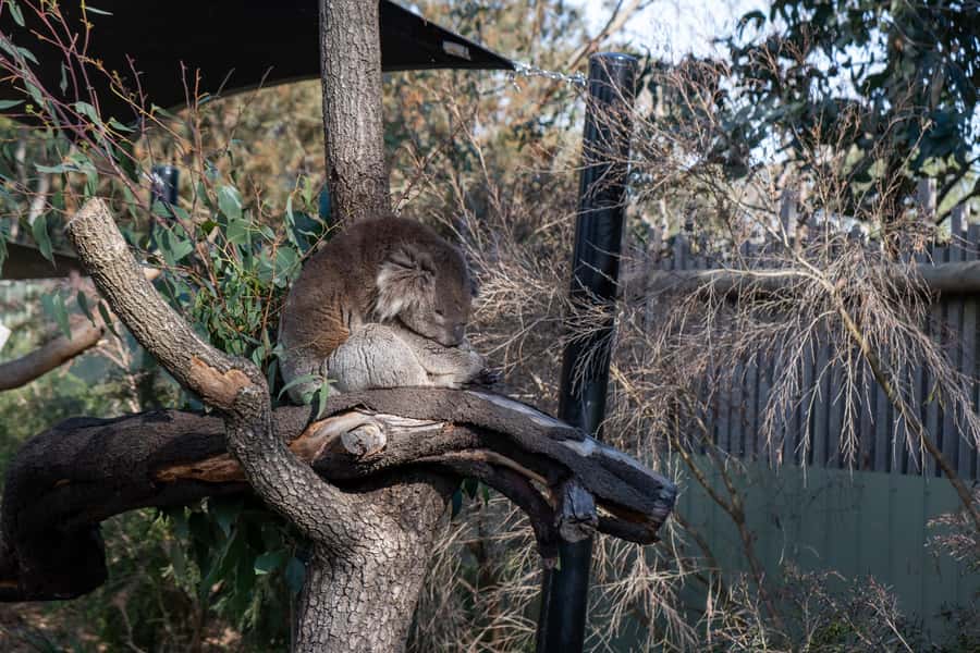 From Melbourne: Phillip Island and Penguin Parade Day Tour - Cape Woolamai gives you a quick taste of the coast