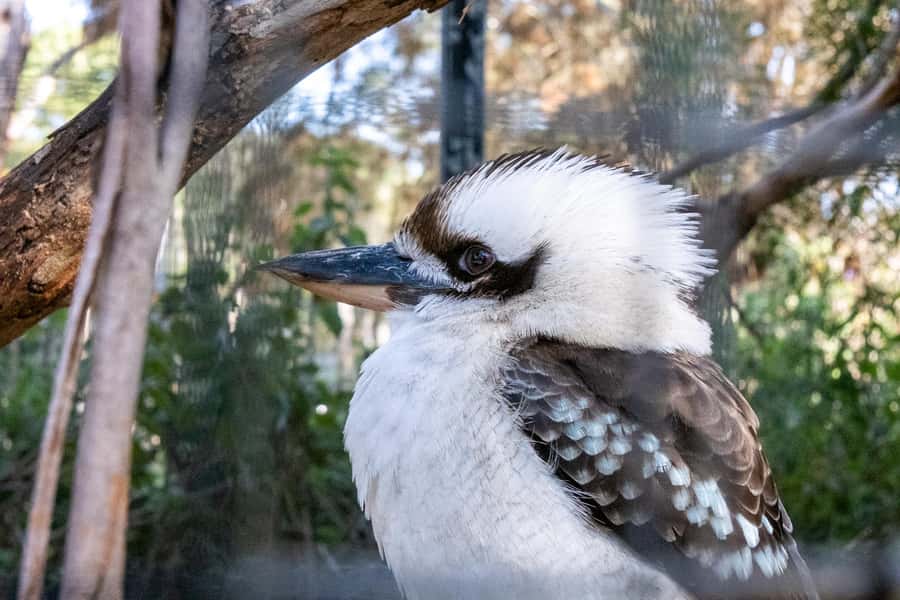 From Melbourne: Phillip Island and Penguin Parade Day Tour - Price, inclusions, and what you still pay for