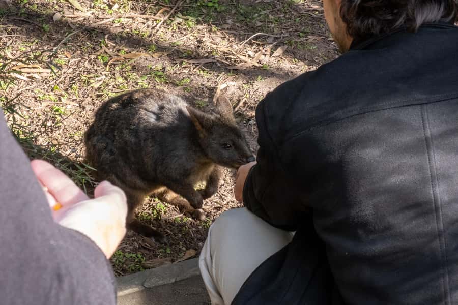 From Melbourne: Phillip Island and Penguin Parade Day Tour - Moonlit Sanctuary: a strong first stop for Australian wildlife