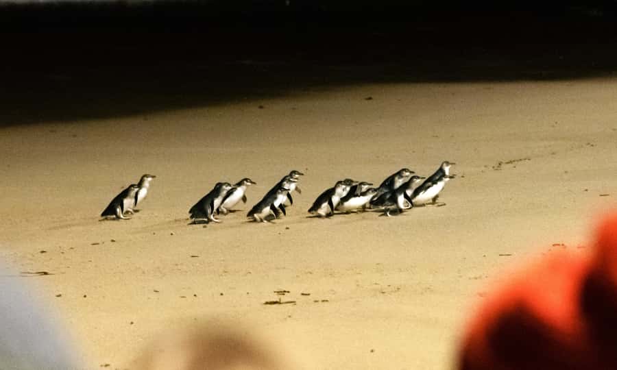 From Melbourne: Phillip Island Penguin Parade Eco Tour - Why the Penguin Parade is worth the late night