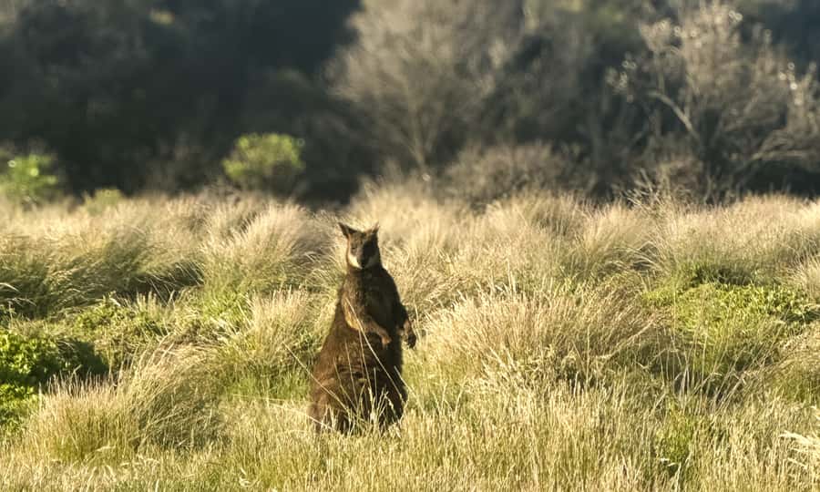 From Melbourne: Phillip Island Penguin Parade Eco Tour - Waiting for the penguins after sunset