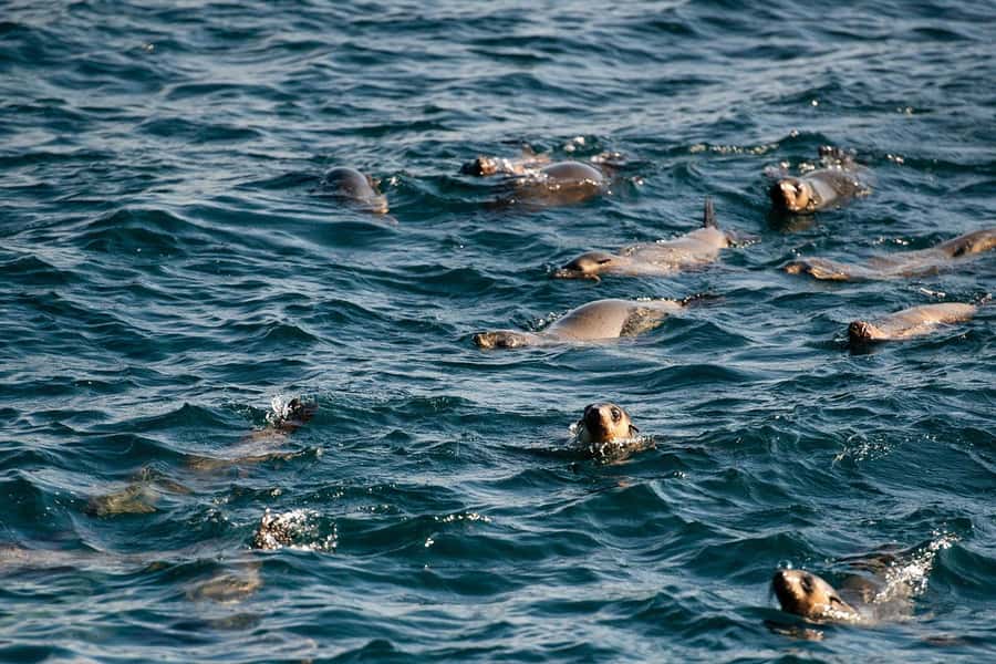 From Melbourne: Phillip Island Penguin Parade Express Tour - Key points to know before booking