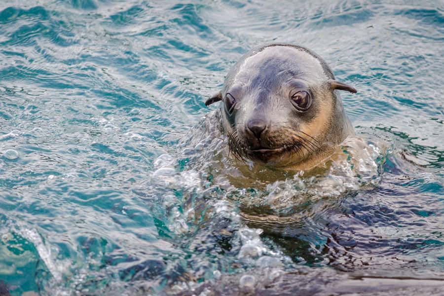 From Melbourne: Phillip Island Penguin Parade Express Tour - Seal Rocks and the Nobbies boardwalk