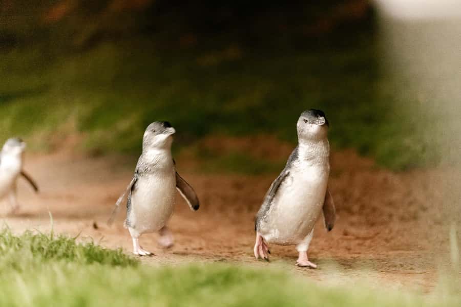 From Melbourne: Phillip Island Penguin Parade Express Tour - Cowes gives you a useful meal break