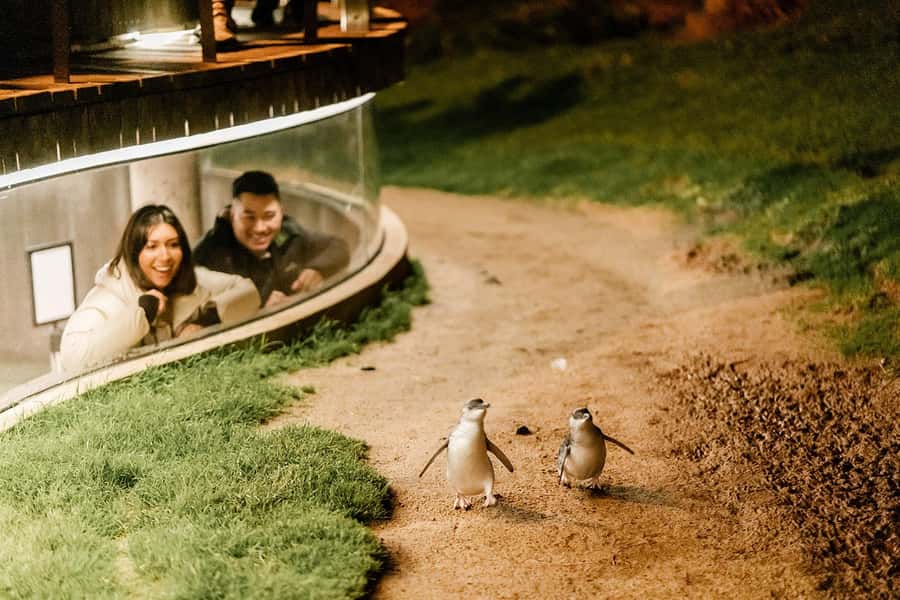 From Melbourne: Phillip Island Penguin Parade Express Tour - Who should book this tour?