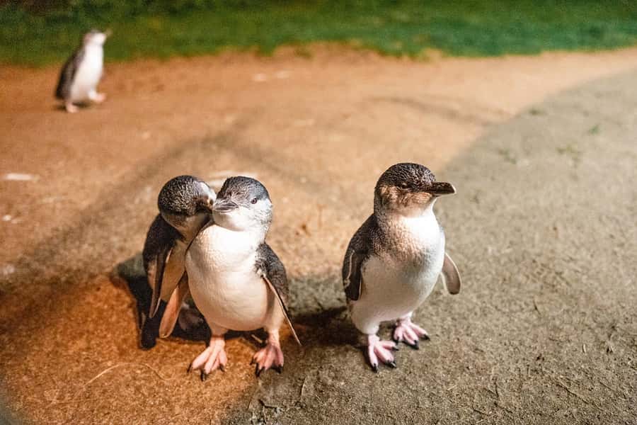 From Melbourne: Phillip Island Penguin Parade Express Tour - Leaving Southern Cross Station for the Bass Coast