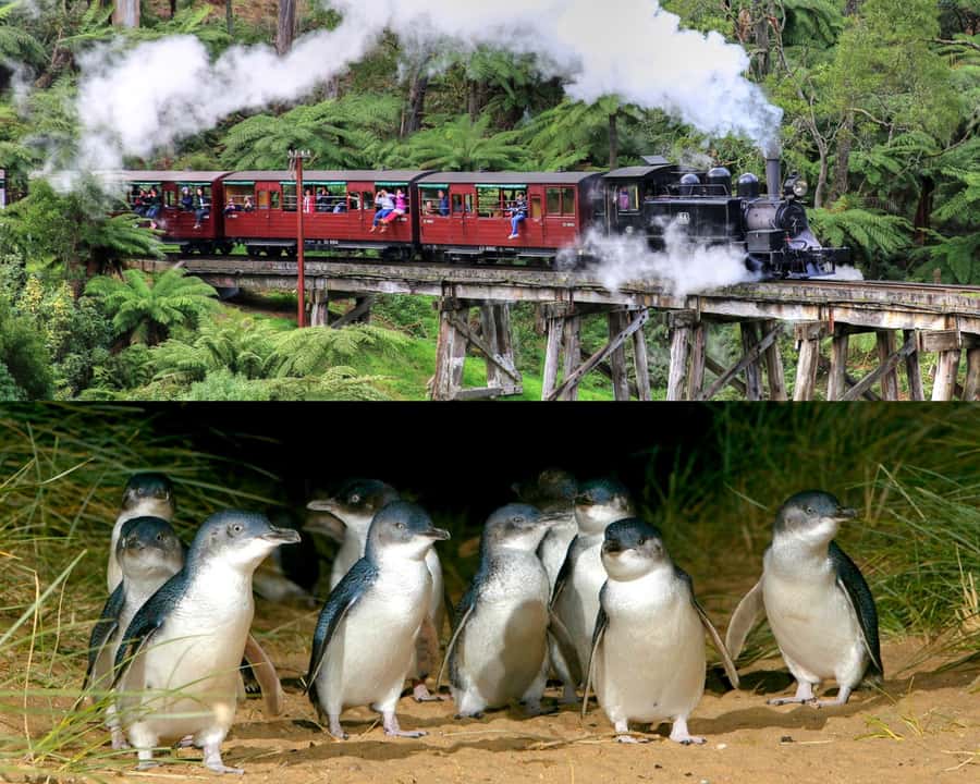 From Melbourne: Puffing Billy and Penguin Parade Combo Tour - Why this pairing works so well