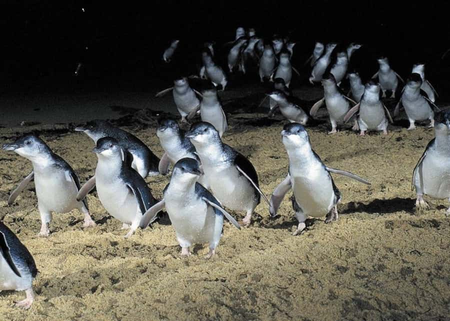 From Melbourne: Puffing Billy and Penguin Parade Combo Tour - The Nobbies boardwalk and Seal Rock views