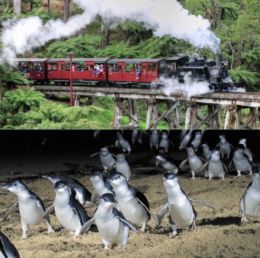 From Melbourne: Puffing Billy and Penguin Parade Combo Tour - Weather, clothing, and comfort