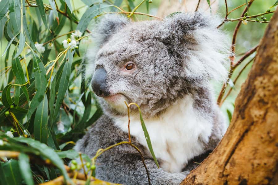 From Melbourne: Puffing Billy Steam Train & Wildlife Tour - Lakeside Visitor Centre and the midday pause
