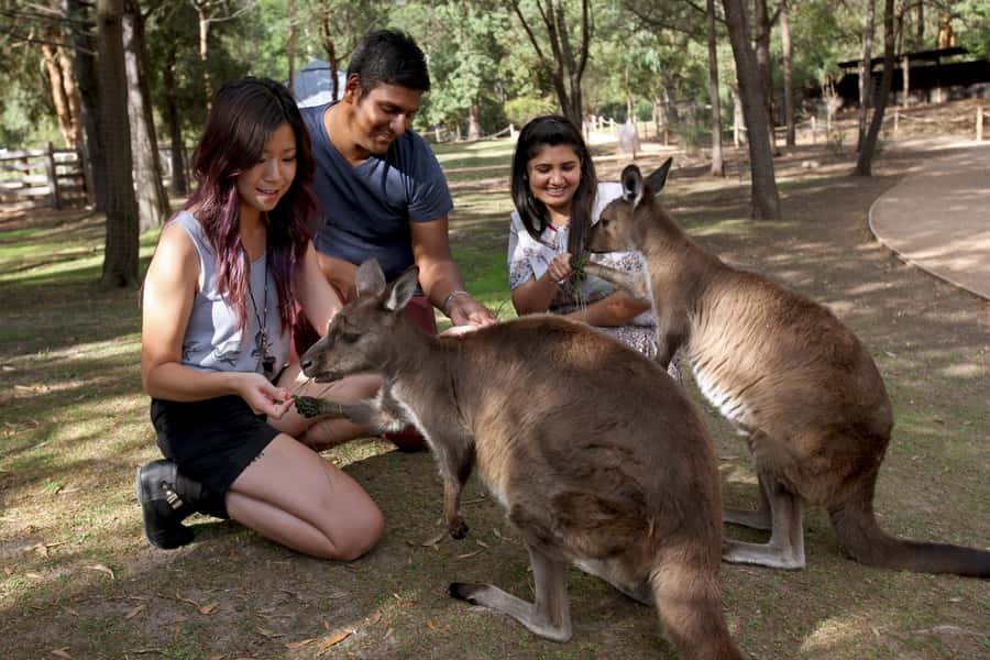 From Melbourne: Puffing Billy Steam Train & Wildlife Tour - Healesville Sanctuary: koalas, kangaroos, and bird shows