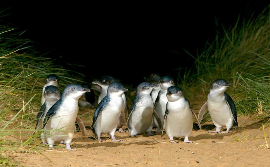 From Melbourne: Puffing Billy Train & Penguin Wildlife Tour - General viewing or Penguin Plus?