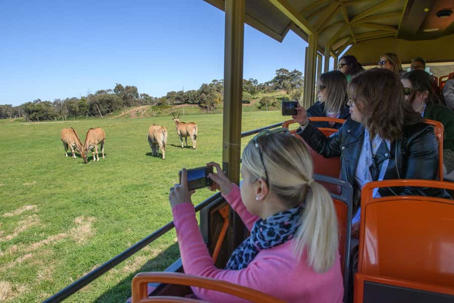 From Melbourne: Werribee Open Range Zoo & Werribee Mansion - Werribee Mansion: two hours of rooms and gardens