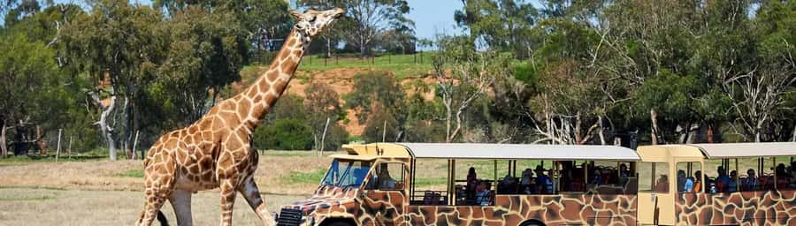 From Melbourne: Werribee Open Range Zoo & Werribee Mansion - The included 40-minute African safari ride