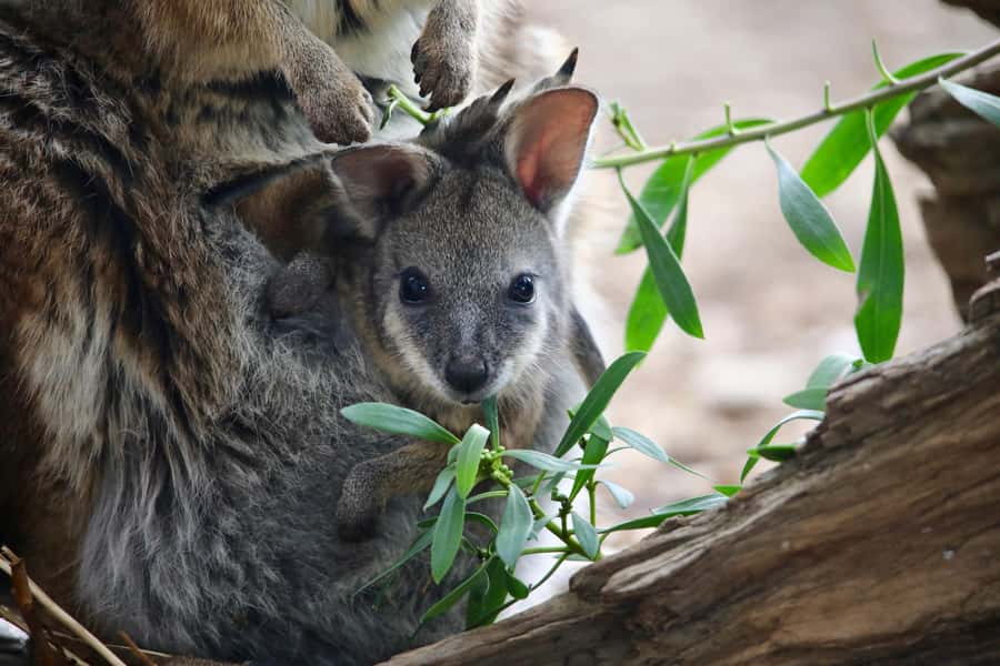 From Melbourne: Werribee Open Range Zoo & Werribee Mansion - Walking paths, talks, and optional animal encounters