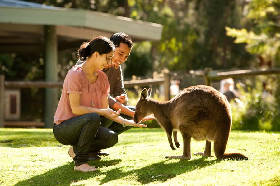 From Melbourne: Yarra Valley Wildlife & Wine Day Tour - Why this day works better than a standard wine tour