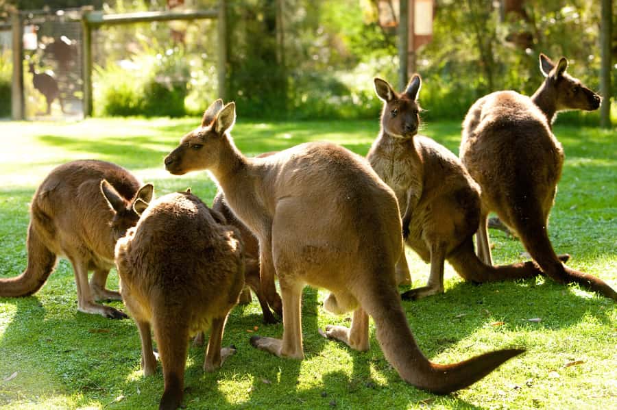 From Melbourne: Yarra Valley Wildlife & Wine Day Tour - The drive from Melbourne into the Yarra Valley