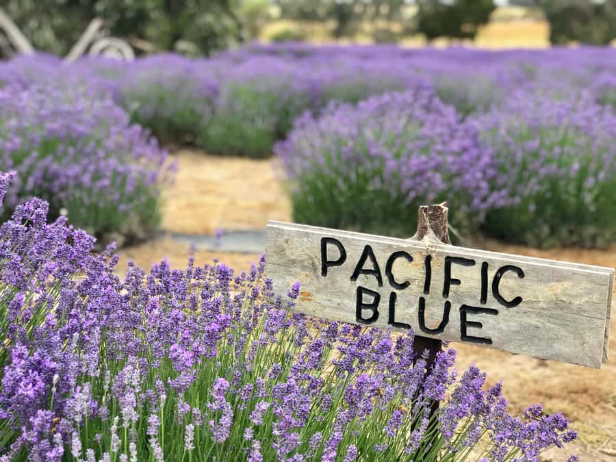 From Penneshaw: Kangaroo Island Shore Excursion Tasting Tour - Key points to know before you book