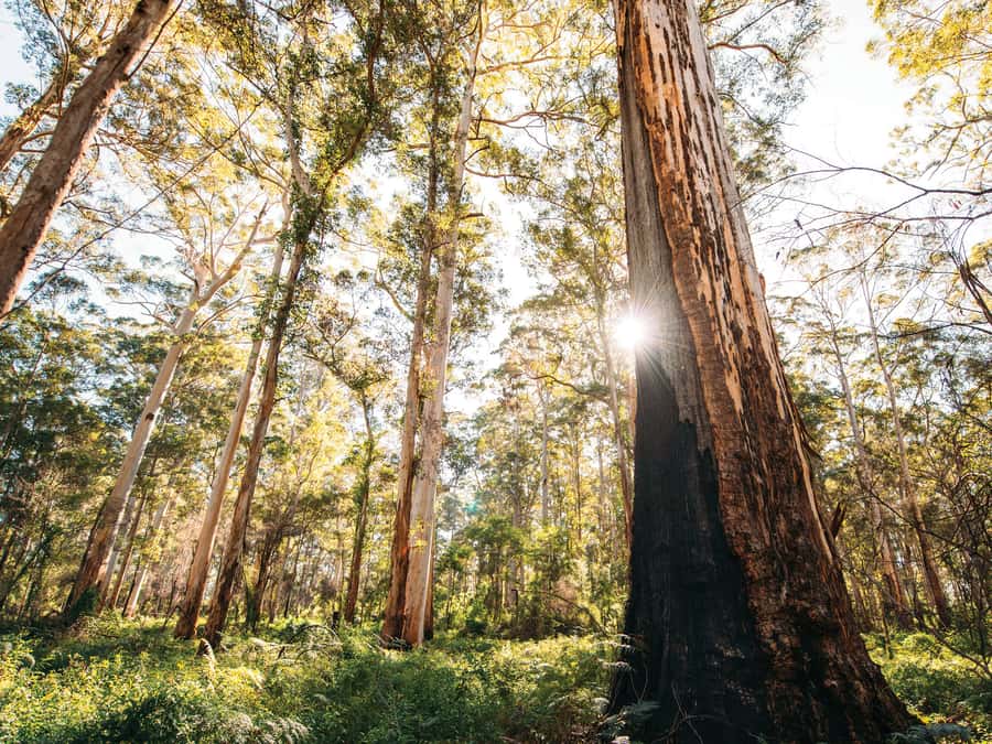 From Perth: 3-Day Margaret River Escape - Day two: Mammoth Cave and the karri forest