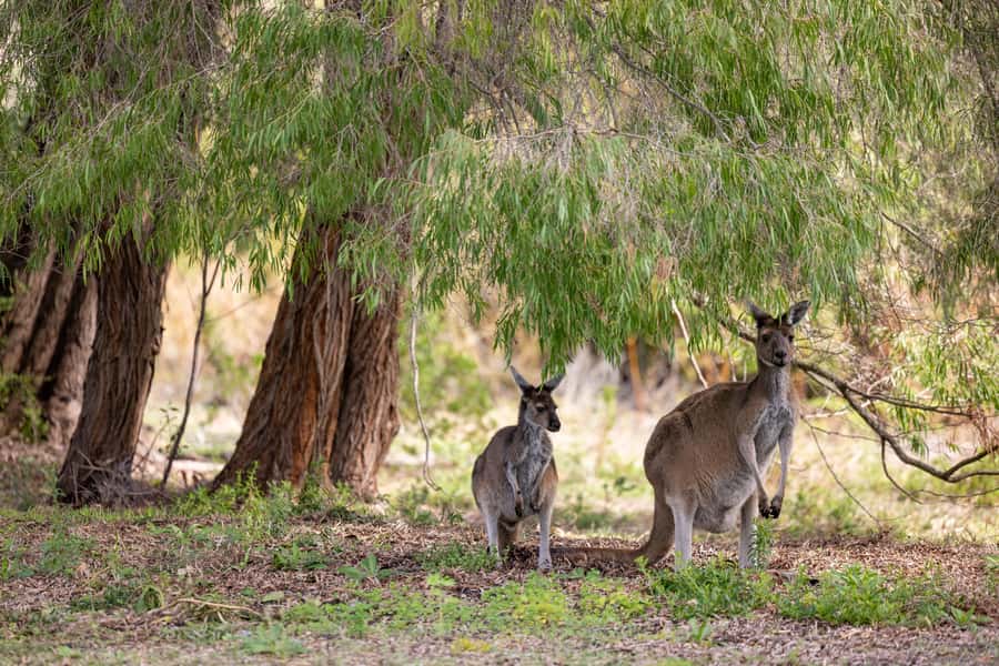 From Perth: Pinnacles Lobster Shack and Yanchep Day Trip - Lake Thetis and the world of stromatolites