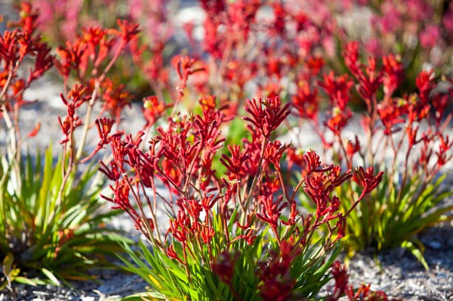 From Perth: Pinnacles Lobster Shack and Yanchep Day Trip - What the $130 price really covers
