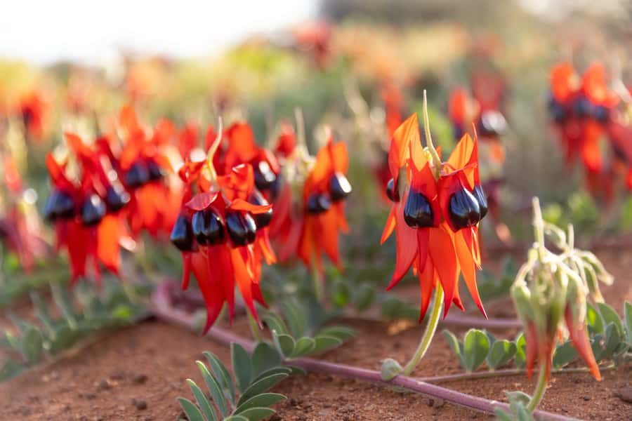 From Perth: Pinnacles Sunset and Stargazing Tour with Dinner - Key points at a glance