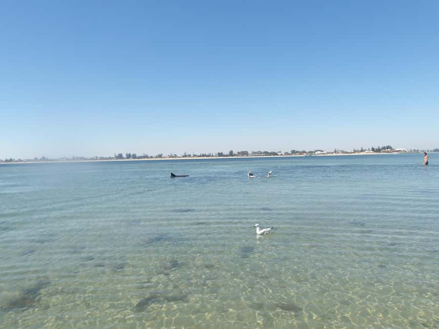 From Perth: Rockingham Seal & Penguin Islands Sea Kayak Tour - Key points to know before you book