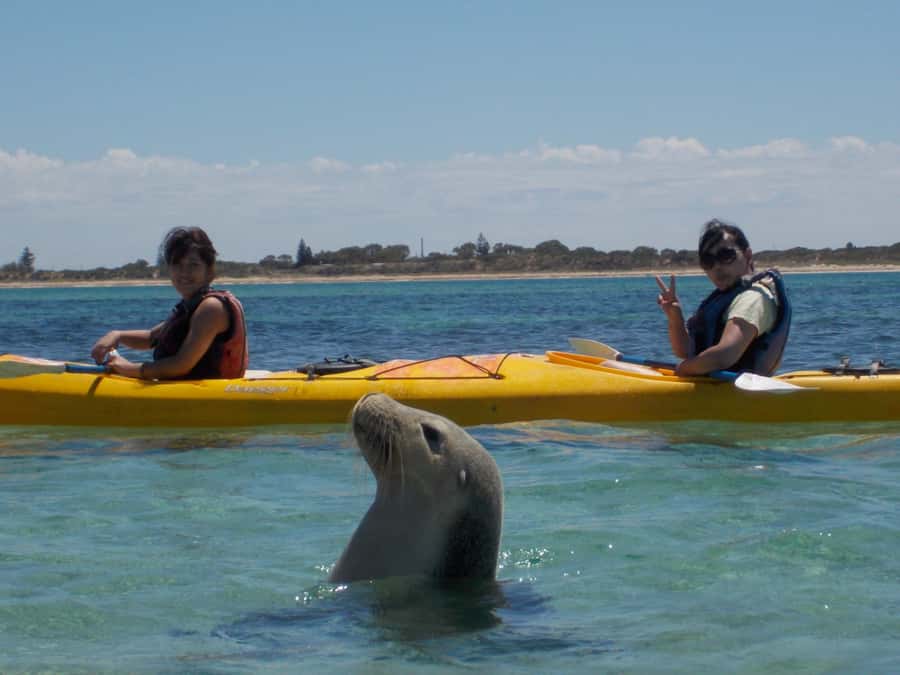 From Perth: Rockingham Seal & Penguin Islands Sea Kayak Tour - Why Shoalwater Bay makes a fine kayaking day