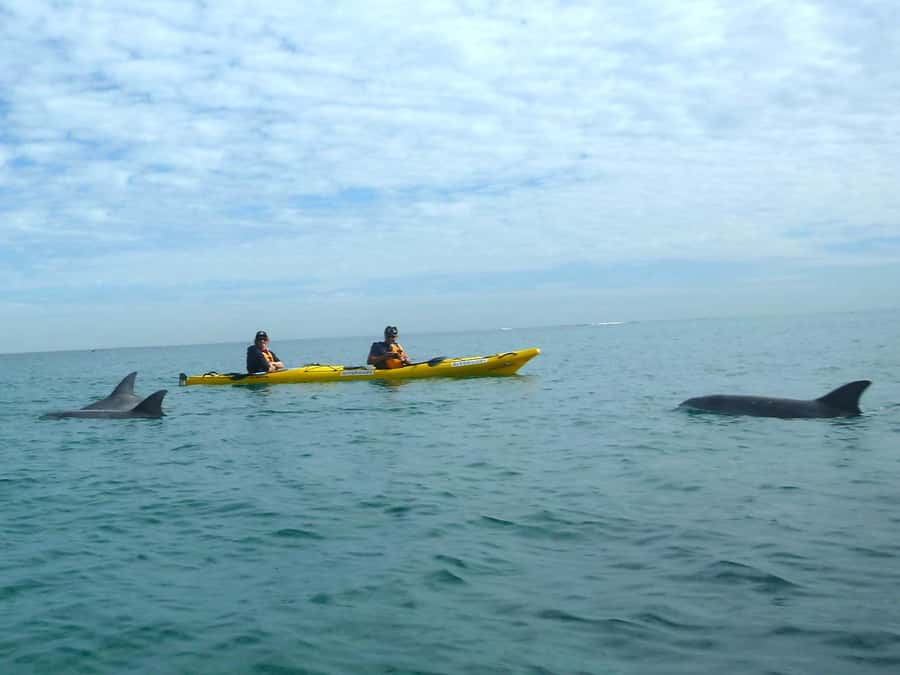 From Perth: Rockingham Seal & Penguin Islands Sea Kayak Tour - Picnic lunch and a flexible island break