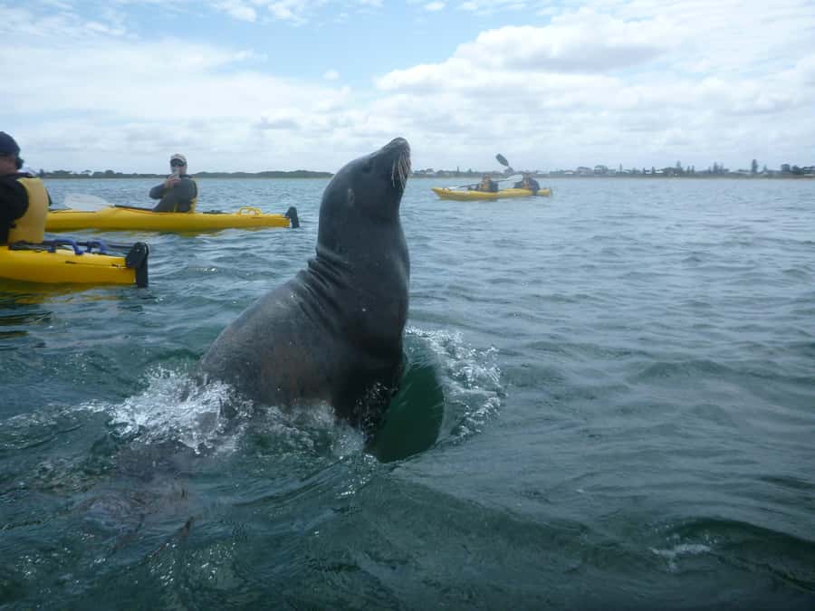 From Perth: Rockingham Seal & Penguin Islands Sea Kayak Tour - The return paddle and afternoon wind