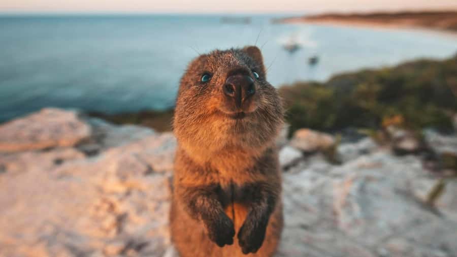 From Perth: Rottnest Island Ferry & Bus Day Tour - Cathedral Rocks, seals, and seasonal whales