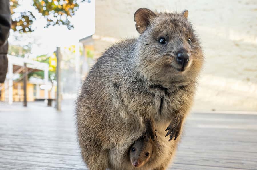 From Perth: Rottnest Island Full-Day Bike and Ferry Trip - What the $84 Price Really Buys You