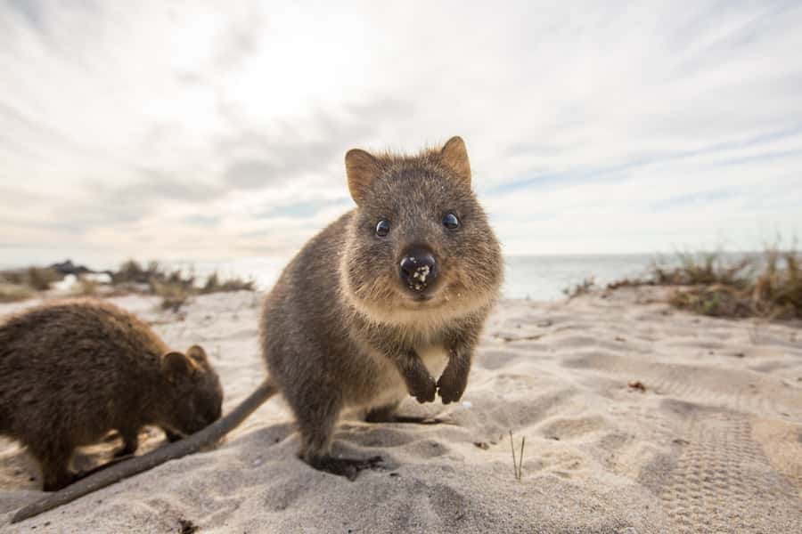 From Perth: Rottnest Island Grand Island Day Tour with Lunch - The fast ferry across to Rottnest