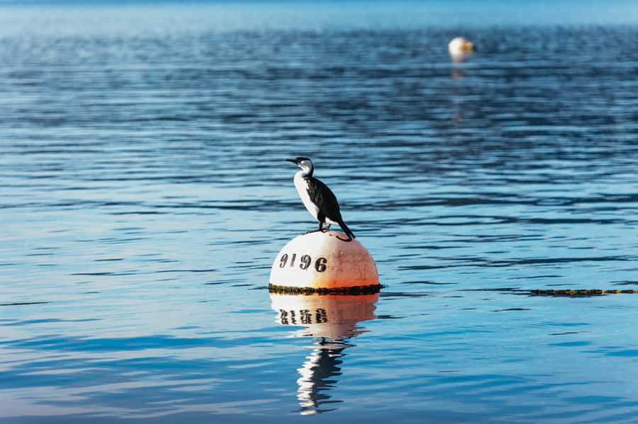 From Port Arthur: Tasman Island Wilderness Cruise - Who should book this experience?