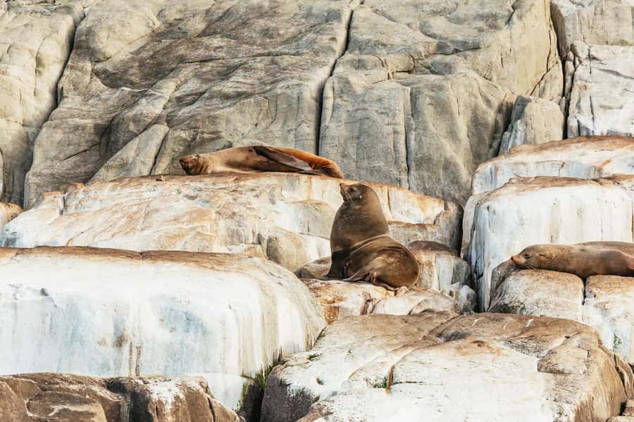 From Port Arthur: Tasman Island Wilderness Cruise - Why this cruise is different from a standard boat trip