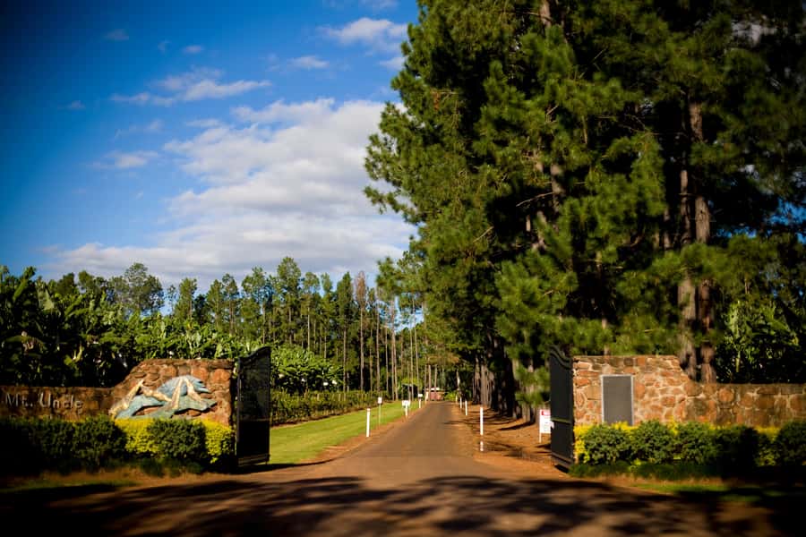 From Port Douglas: Atherton Tablelands Adventure - Gallo Dairyland adds cheese and chocolate