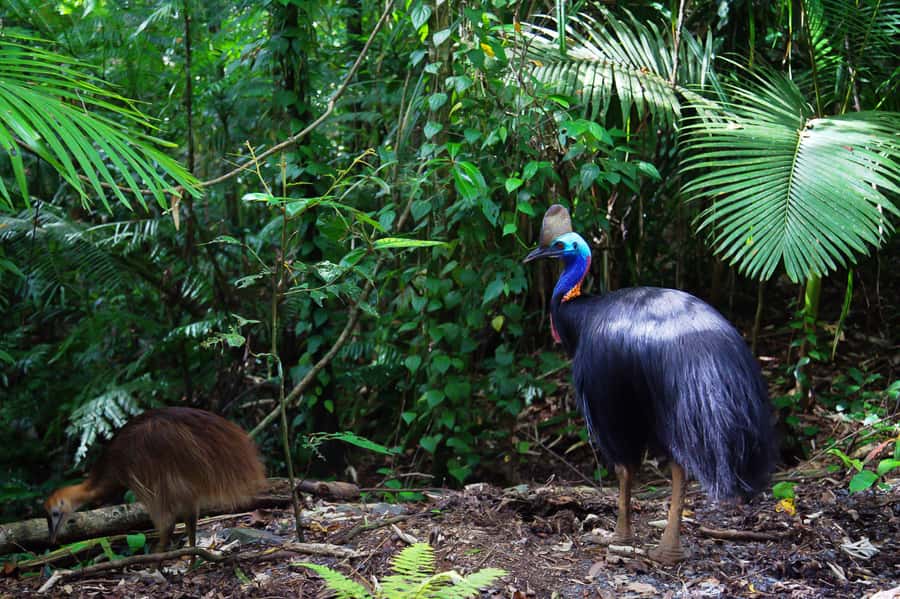 From Port Douglas: Daintree Rainforest & Mossman Gorge Tour - Who should book this day trip?