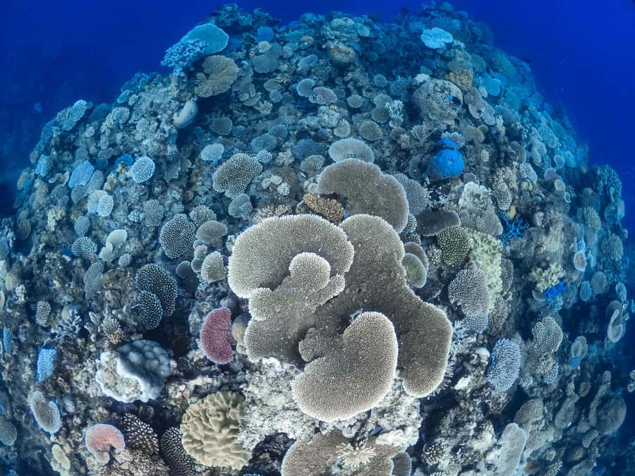 From Port Douglas: Outer Reef Cruise by Luxury Catamaran - Who should book this Port Douglas reef cruise?