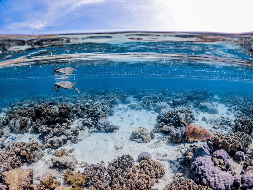 From Port Douglas: Outer Reef Cruise by Luxury Catamaran - The second reef site and glass-bottom viewing