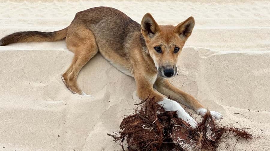 From Rainbow Beach: K'gari (Fraser Island) Full-Day Tour - Is $197 good value?