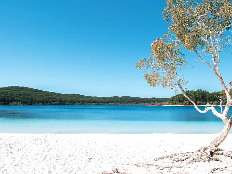 From Rainbow Beach: K'gari, Fraser Island Two-Day Coach Tour - Key points to know before booking