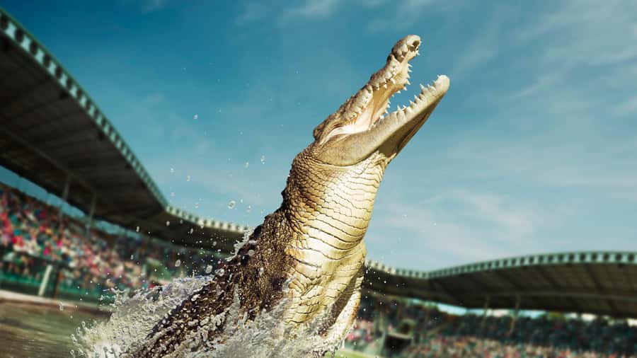 From Sunshine Coast: Australia Zoo Entry Ticket and Transfer - A useful first stop at the Wildlife Hospital