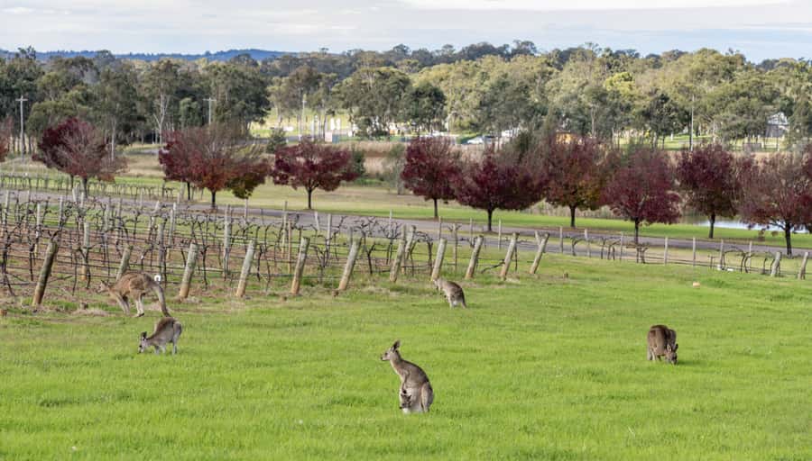 From Sydney: All Inclusive Boutique Hunter Valley Wine Tour - Key points at a glance
