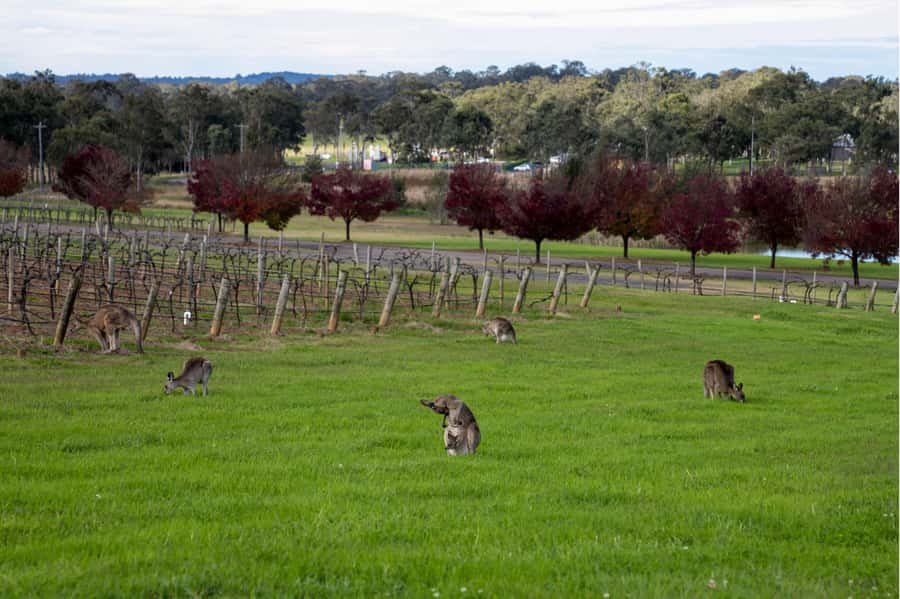 From Sydney: Award-Winning Hunter Valley Wine & Cheese Tour - The 45-minute cheese tasting