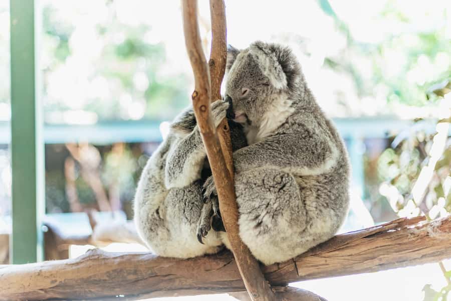 From Sydney: Blue Mountains Full-Day Trip - Key points to know before you book